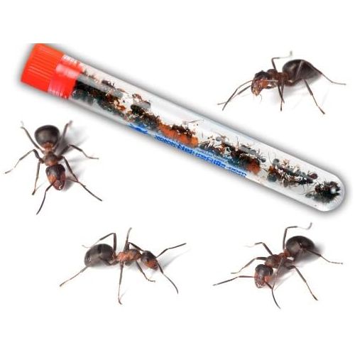  [아마존베스트]Nature Gift Store Live Blue Gel Ant Habitat Shipped with 25 Live Ants Now (1 Tube of Ants)