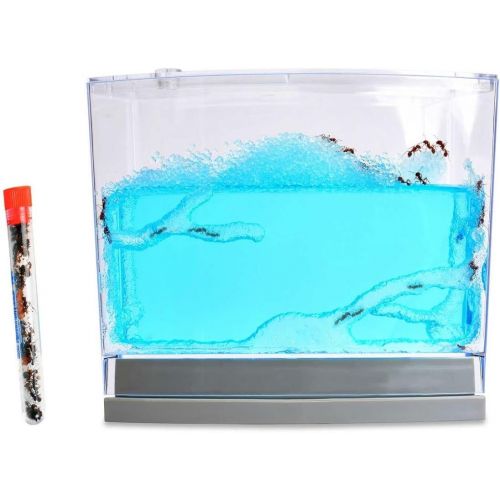  [아마존베스트]Nature Gift Store Live Blue Gel Ant Habitat Shipped with 25 Live Ants Now (1 Tube of Ants)