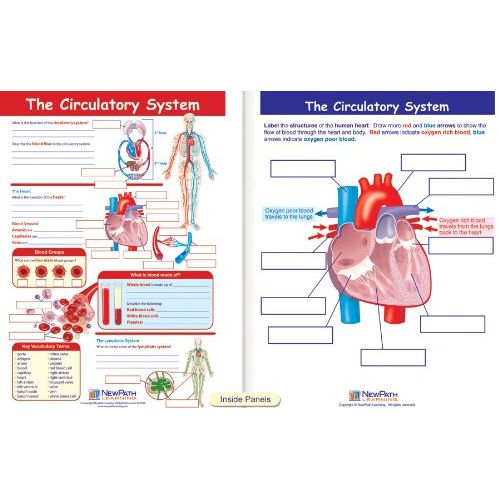  New Path Learning NewPath Learning Human Body Visual Learning Guide Set, Grade 6-10