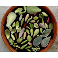 NimusGarden 50 Assorted Succulent Leaves for propagation