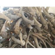 NoBoneLeftAlone 10 pounds of aged deer antlers-great for gardens, yards, crafts, decor and more!!