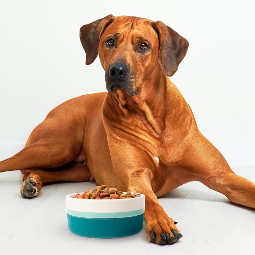  Now House for Pets by Jonathan Adler Now House by Jonathan Adler for Pets Ceramic Bowls and Durable Ceramic Pet Food Bowls | Great for Wet Food, Dry Food, and Water | Available in Multiple Prints and Sizes