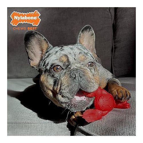  NYLABONE Lobster Dog Toy Power Chew - Cute Dog Toys for Aggressive Chewers - with a Funny Twist! Filet Mignon Flavor, Small/Regular