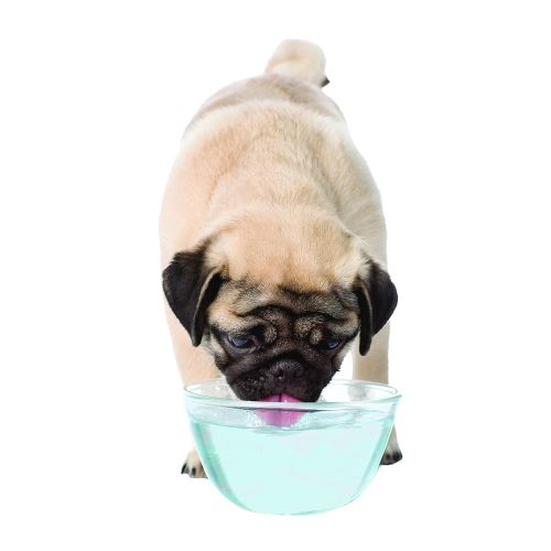  Nylabone Advanced Oral Liquid Tartar Remover Dog Health Supplies