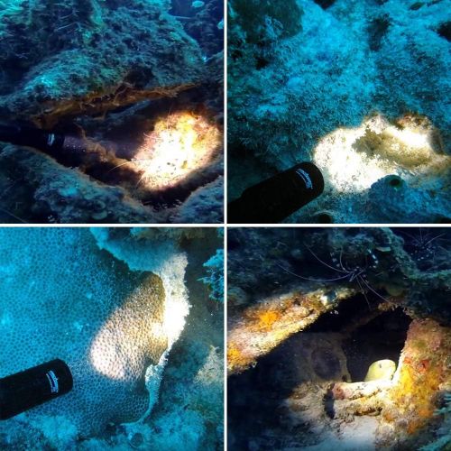  ORCATORCH D520 Diving Flashlight 1000 Lumens Scuba Diving Light Submarine Light Underwater 150m Scuba Safety Lights(Light+Battery+Charger) (Black)