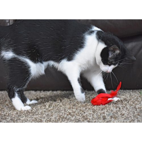  Our Pets OurPets Play-N-Squeak Real Birds Touch Down Interactive Cat Toy