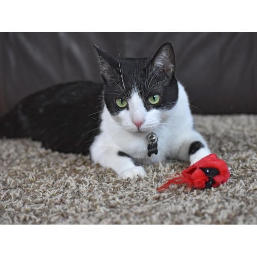  Our Pets OurPets Play-N-Squeak Real Birds Touch Down Interactive Cat Toy