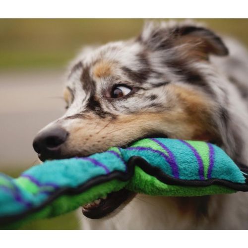  Outward Hound Invincibles Purple Gecko Dog Toy Stuffingless