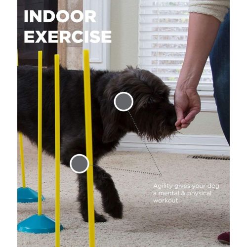  Outward Hound ZipZoom Beginner Dog Agility Training Obstacle Course & Tail Teaser Wand