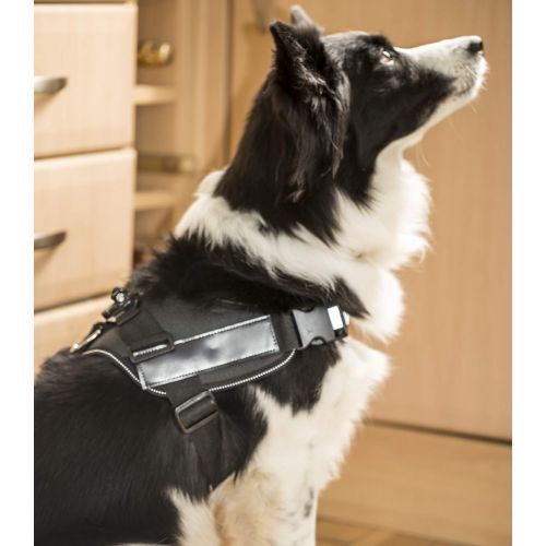  PROtastic Deluxe Dog Mount (Large) Compatible with GoPro/Xiaomi/SJcam Action Cameras