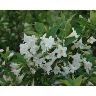 Panternursery WHITE WEIGELA (Weigela florida white)