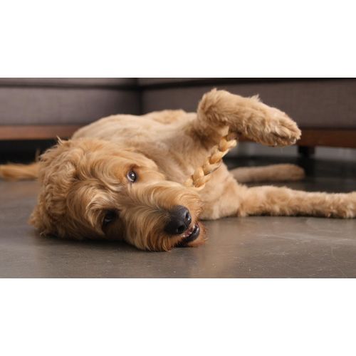  [아마존핫딜][아마존 핫딜] Pawstruck 12 Braided Bully Sticks for Dogs - Natural Bulk Dog Dental Treats & Healthy Chews, Chemical Free, 12 inch Best Low Odor Pizzle Stix