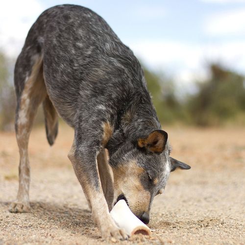  Pawstruck Filled Dog Bones (Flavors: Peanut Butter, Cheese, Bacon, Beef, etc.) Made in USA Stuffed Bulk 3 to 6 Femur Dog Dental Treats & Chews, American Made