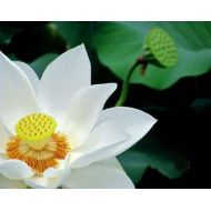 PearlBridal White Sacred Lotus Seeds Nelumbo Nucifera 5 Seed Fun Aquatic Pond Not Water Lily