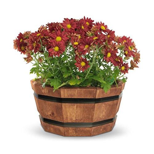  Pennington Decor 100504835 Matthews Shallow Barrel Planter, 17, Heartwood