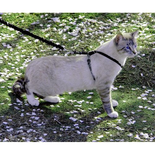  PetSafe Come with Me Kitty Harness and Bungee Leash, Harness for Cats