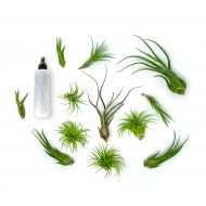 Plants for Pets 24 Air Plant Variety Pack | Large Tillandsia Terrarium Kit with Spray Bottle Mister for Water Fertilizer | Assorted Live Airplants