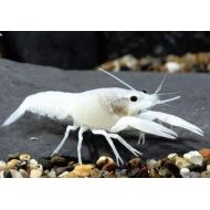 Polar Bear's Pet Shop Polar Bears Pet Shop New! Bright White Crayfish crawdad Crawfish Lobster