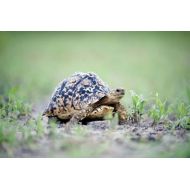 Posterazzi Leopard tortoise (Geochelone pardalis) moving slowly in a field Tarangire National Park Tanzania Canvas Art - Panoramic Images (16 x 11)