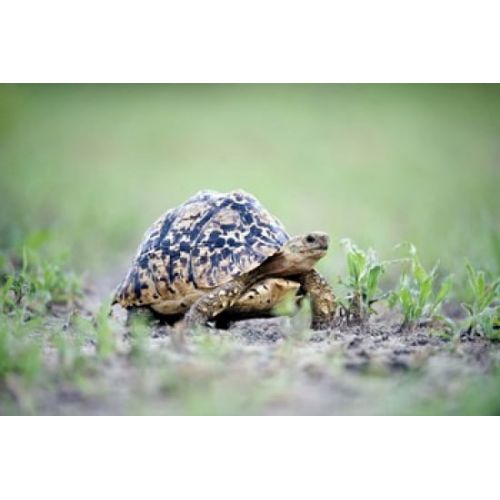  Posterazzi Leopard tortoise (Geochelone pardalis) moving slowly in a field Tarangire National Park Tanzania Canvas Art - Panoramic Images (16 x 11)