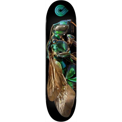  Powell Peralta Decks - Assembled AS Complete Skateboard - Ready to Ride Skateboard - Custom Built for You - or Choose just The Parts and DIY - Skateboarding Complete