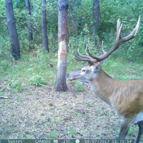  QqHAO HD Game Hunting Camera Waterproof Induction Wild Animal Trail Camera with Automatic Infrared Filter Maximum Night Vision Lighting About: 65inch20 Meters