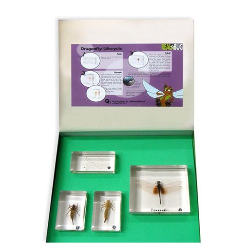  REALBUG Dragonfly Lifecycle 4pc Set