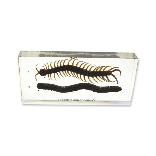  REALBUG Centipede & Millipede Comparison