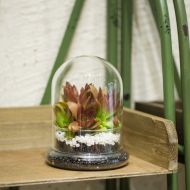 Rostop Classic Glass Cloche Bird Dome Cover Display Choche Terrarium Container Tabletop Miniature Display Bell Tray Jar Centerpiece Pot