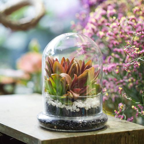  Rostop Classic Glass Cloche Bird Dome Cover Display Choche Terrarium Container Tabletop Miniature Display Bell Tray Jar Centerpiece Pot