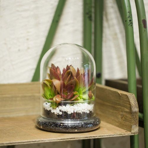  Rostop Classic Glass Cloche Bird Dome Cover Display Choche Terrarium Container Tabletop Miniature Display Bell Tray Jar Centerpiece Pot