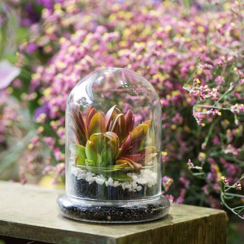  Rostop Classic Glass Cloche Bird Dome Cover Display Choche Terrarium Container Tabletop Miniature Display Bell Tray Jar Centerpiece Pot