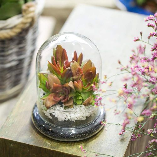  Rostop Classic Glass Cloche Bird Dome Cover Display Choche Terrarium Container Tabletop Miniature Display Bell Tray Jar Centerpiece Pot