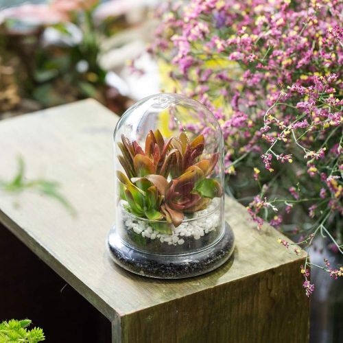  Rostop Classic Glass Cloche Bird Dome Cover Display Choche Terrarium Container Tabletop Miniature Display Bell Tray Jar Centerpiece Pot