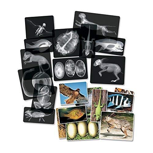  Roylco R5910 Animal X-Rays, 8 x 10, 28 Pieces