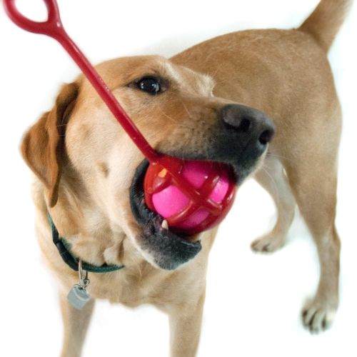  Ruff Dawg WhipperSnapper Squeaky Dog Toy Assorted Colors