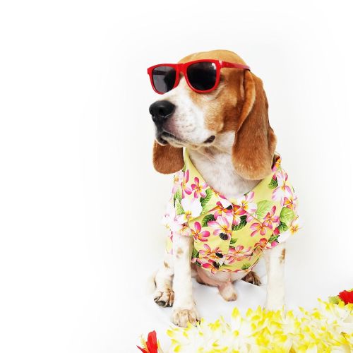  Runncha Shop Runncha shop Dog Shirts Summer Camp,Dog Shirts,Dog Clothes,Small,Medium,Large,Colorful shirts,T Shirt Pet Clothing, Puppy Clothes,Summer Dog Apparel,Hawaiian styles,Yellow flowers