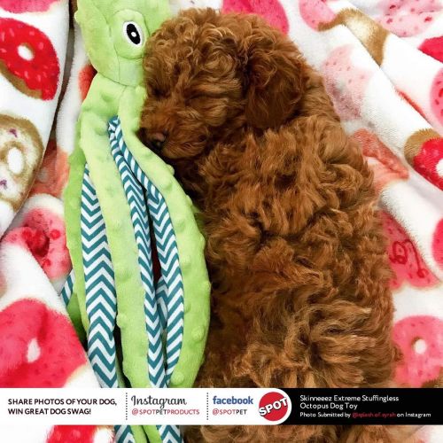  SPOT Ethical Pets Skinneeez Extreme Stuffingless Durable Squeaker Octopus Dog and Cat Toy, 16, Assorted