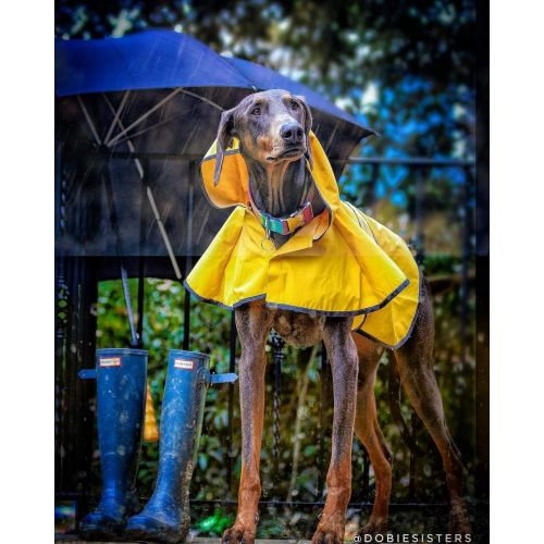  Ethical Pet Fashion Pet Dog Raincoat For Small Dogs | Dog Rain Jacket With Hood | Dog Rain Poncho | 100% Polyester | Water Proof | Yellow w/ Grey Reflective Stripe | Perfect Rain Gear For Your