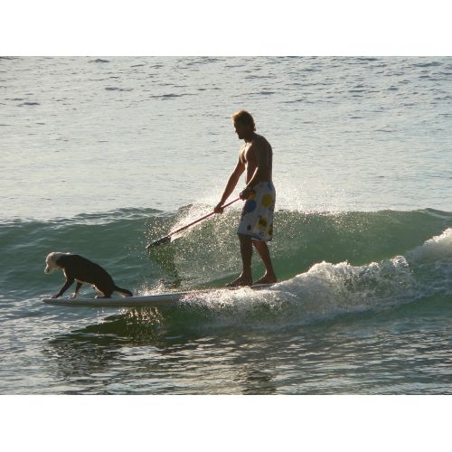  [아마존베스트]Punt Surf Dog Traction Pad with 3M Adhesive - 4 Piece Customizable Deck Grip for The Nose of Your Paddleboards Longboard & Surfboard. - Guaranteed to Stick Forever on Your Board