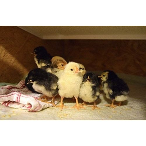  SWEETER HEATER Infrared Heater for Chicks & Pets, Side Mount 11x30, 100 Watt