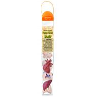 Safari 689304-SNL, Ltd. Human Organs TOOB - Quality Construction from Safe and BPA Free Materials Toy, Multicolor