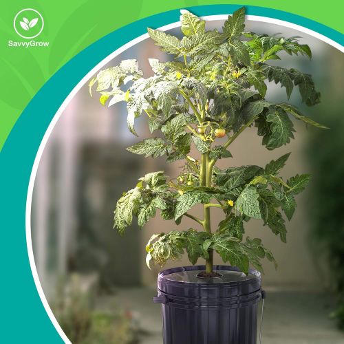  SavvyGrow DWC Hydroponics Growing System-Kit - Large 5 Gallon Bucket w/Air Pump, Airstone - Complete Hydroponic Setup for Indoor Tomatoes, Peppers, Melons, Beans - Grow Super Fast