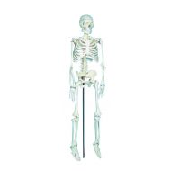 School Specialty Demonstration Skeleton Model with Metal Stand, 33 Height