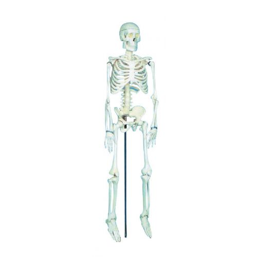  School Specialty Demonstration Skeleton Model with Metal Stand, 33 Height