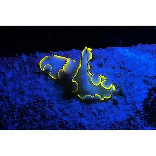  Sea Dragon Fluoro-Dual Beam