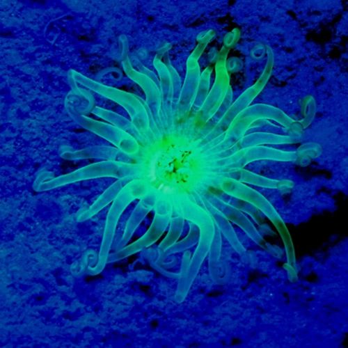 [아마존베스트]SeaLife Sea Dragon Fluoro-Dual Beam