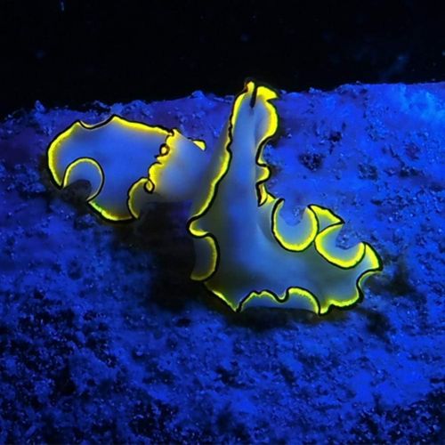  [아마존베스트]SeaLife Sea Dragon Fluoro-Dual Beam