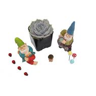 [아마존핫딜]Shop Succulents Sukkulente Fairy Garden Gnome Set
