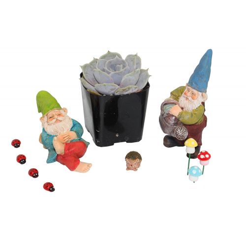  [아마존 핫딜]  [아마존핫딜]Shop Succulents Sukkulente Fairy Garden Gnome Set